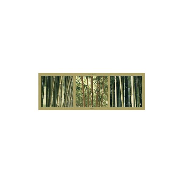 Bambous Bambus