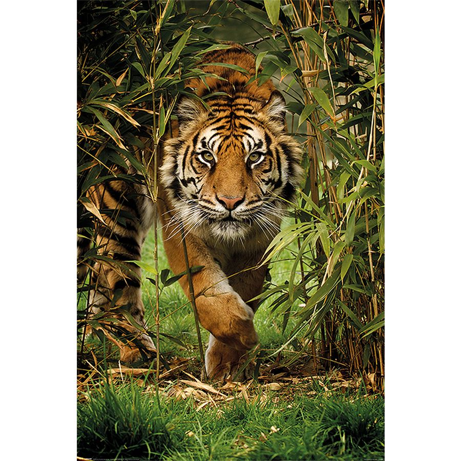bamboo tiger poster posters