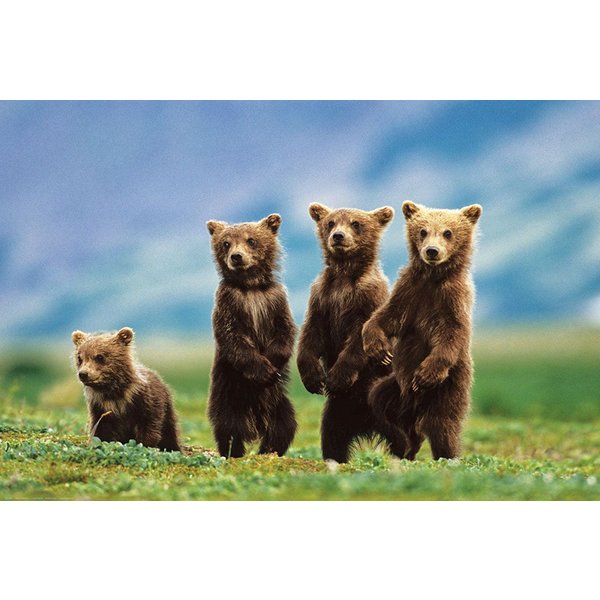 Bear Cubs Poster