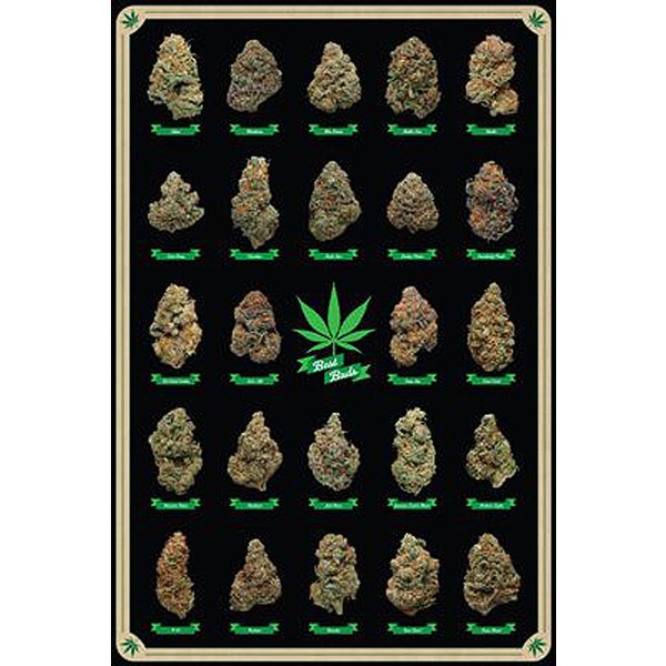 Cannabis Poster Best Buds