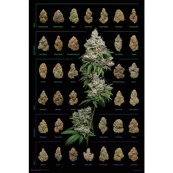 Cannabis Poster Dank Nugs
