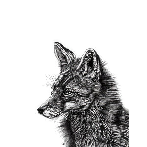 Fox Art Print Fox 
