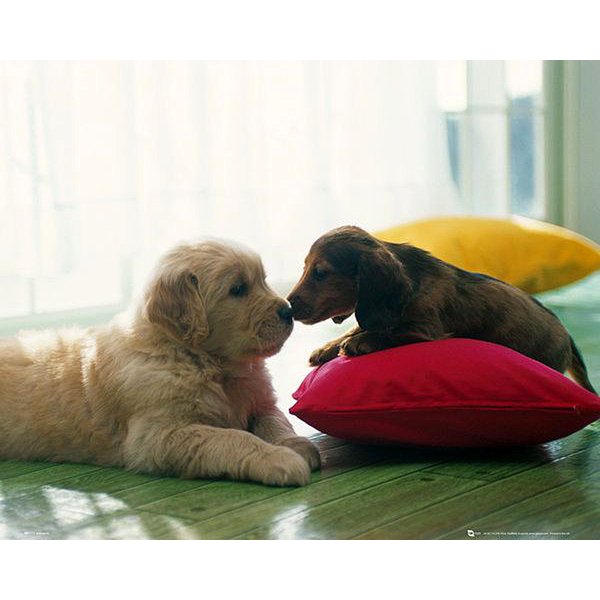 Puppies kiss Poster