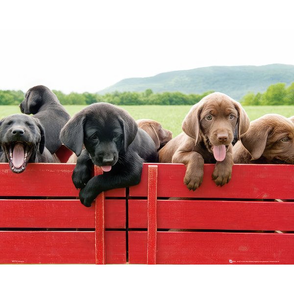 Puppies in a red wagon 