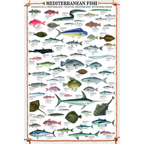 Mediterranean Fish Art Print