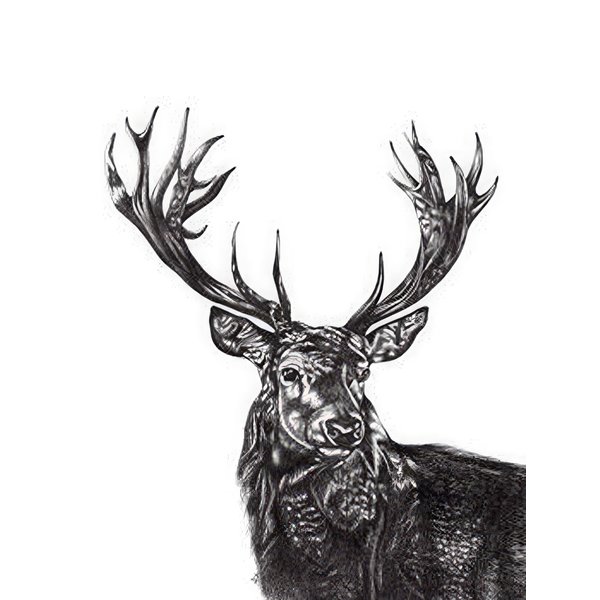 Stag Art Print Deer