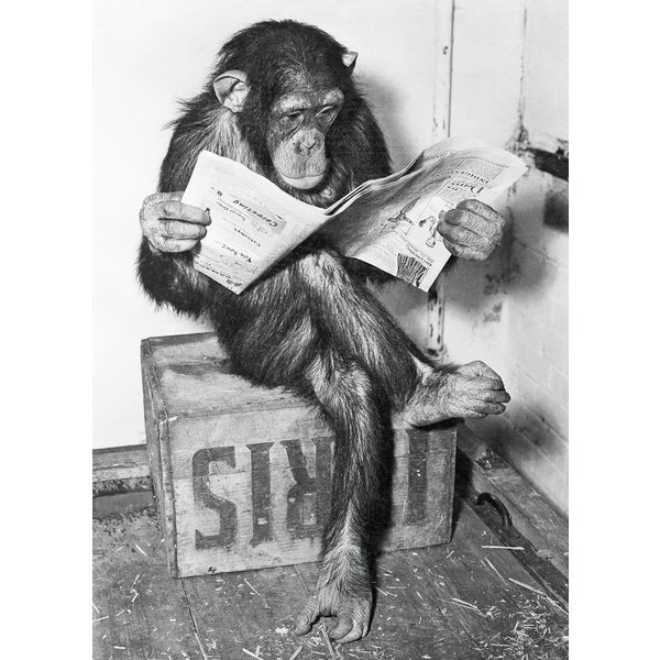 Chimpanzee reading newspaper 
