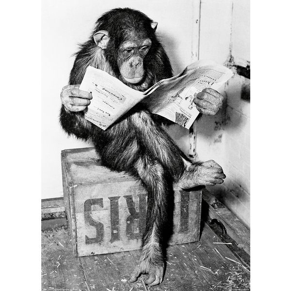 Chimpanzee reading newspaper