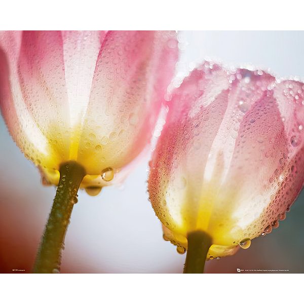 Tulips with dew