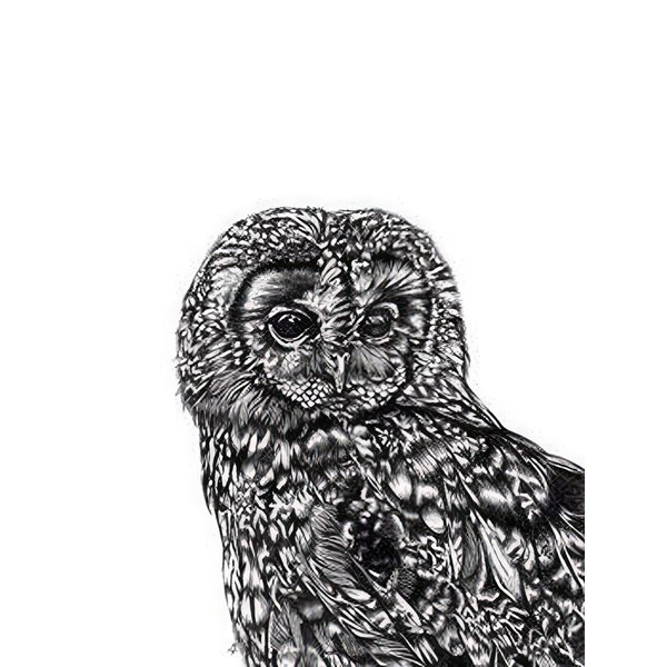 Tawny Owl art print Owl